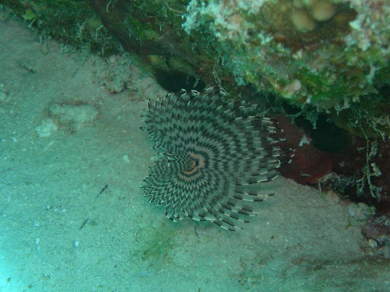 SAFAGA 07  2008 091.jpg